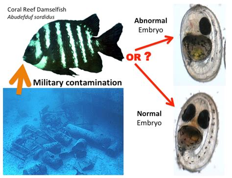 Sergeant Major Damselfish