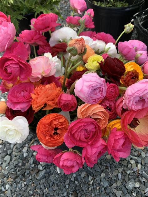 Ranunculus