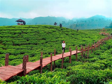 5 Kebun teh terindah di Indonesia