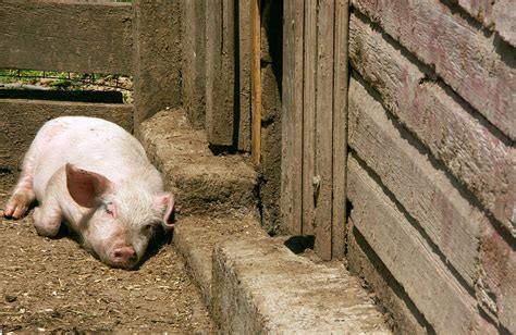 Yorkshire Pig Photograph by Bonnie Sue Rauch - Fine Art America