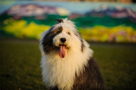 Old English Sheepdog: Full Profile, History, and Care