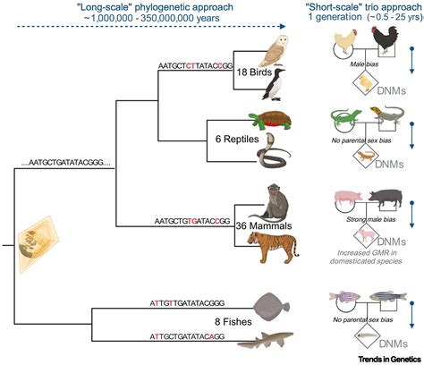 Fine-tuning germline mutation rates across evolution: Trends in Genetics