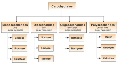 Carbohydrates Monosaccharides Disaccharides Polysacch - vrogue.co