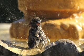 Morning Bath | Thank You (21 Millions+) views | Flickr