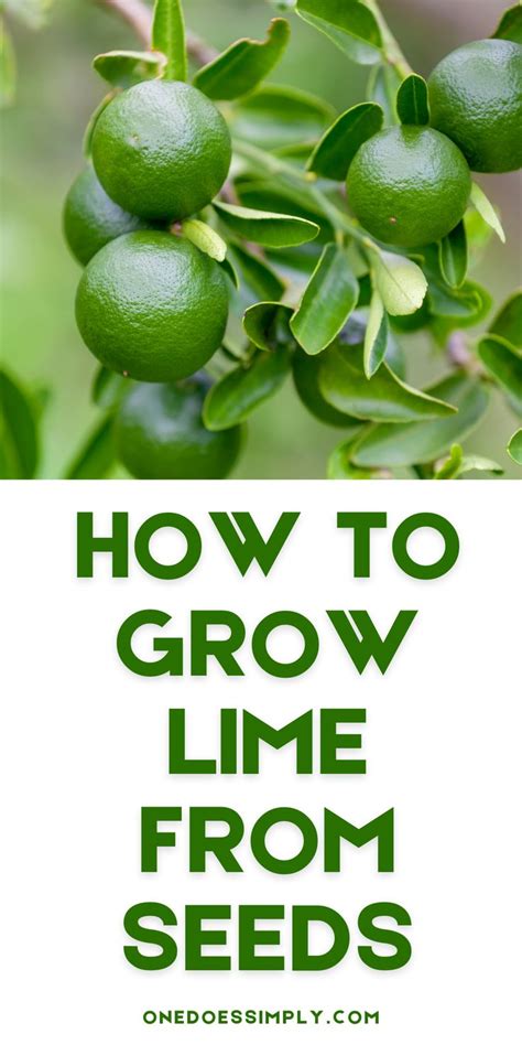 How To Grow Lime from Seeds - One Does Simply Cook! | Fruit garden ...