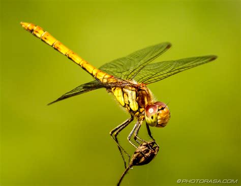 Dragonflies - Photorasa Free HD Photos