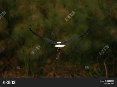 Fish Eagle catching prey Stock Photo & Stock Images | Bigstock