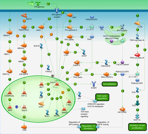 Immune response - IFN gamma signaling pathway Pathway Map - PrimePCR ...