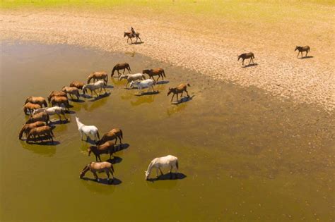 Pantanal in Brazil – a travel guide for Pantanal tourism