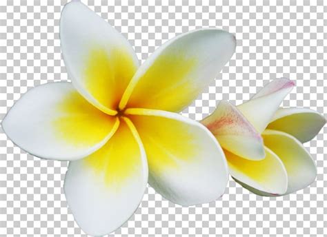 Champak Plumeria Rubra Flower PNG, Clipart, Blume, Champak, Clip Art, Cut Flowers, Embryophyta ...