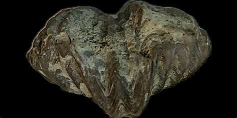 Brachiopod identification. - Fossil ID - The Fossil Forum