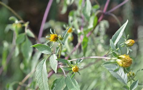 Common Beggarticks - Watching for WildflowersWatching for Wildflowers