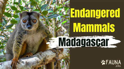 The Unique Evolutionary Tale of Madagascar's Endangered Mammals - Fauna