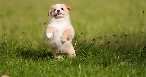 4K Puppy Wallpapers - Top Free 4K Puppy Backgrounds - WallpaperAccess