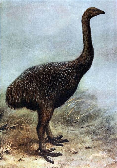 The Extinct Giant Moa - Megalapteryx didinus image - Free stock photo - Public Domain photo ...