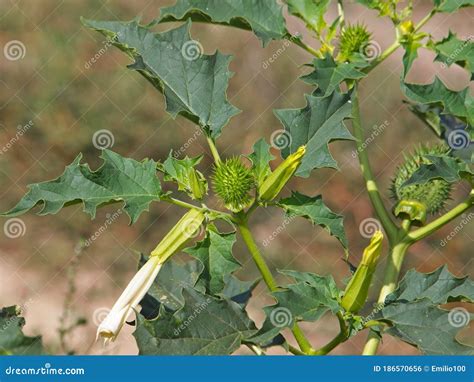 Jimson Weed Plant with White Flower and Pods, Datura Stramonium, Stock Photo - Image of bells ...