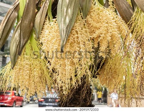 306 Pygmy Date Palm Stock Photos, Images & Photography | Shutterstock