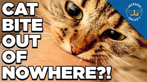 Why Does My Cat Bite Me When I Pet Him?! – HousePetsCare.com