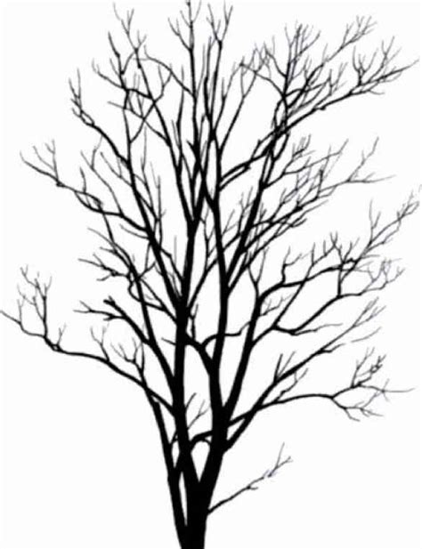 Cedar Tree Silhouette - ClipArt Best