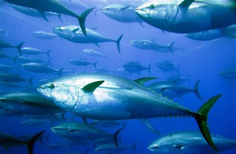 Blue fin tuna underwater | SIBC