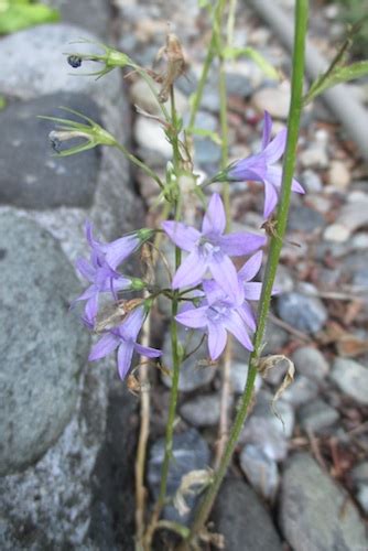 Campanula: Edible Bellflowers - Good food World