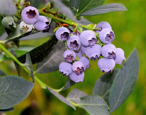 Blueberry varieties that thrive in Bay Area