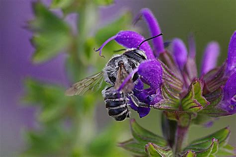 The small black bee Photograph by Karen McKenzie McAdoo | Fine Art America