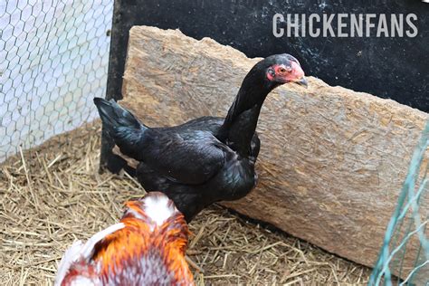 Malay Chickens - Majestic Giants | Chicken Fans