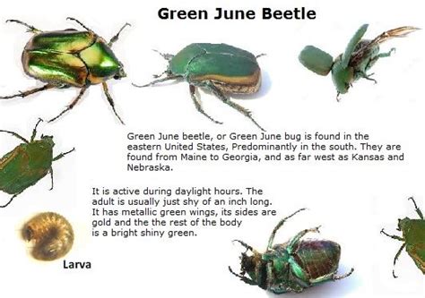 Green Beetle Identification