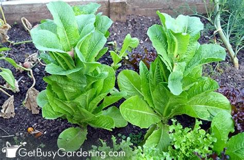 How To Harvest & Save Lettuce Seeds - Get Busy Gardening