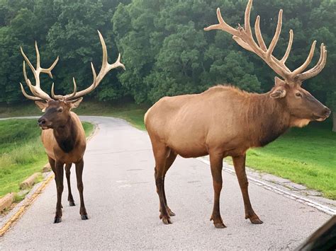 Lone Elk Park Missouri | Smithsonian Photo Contest | Smithsonian Magazine