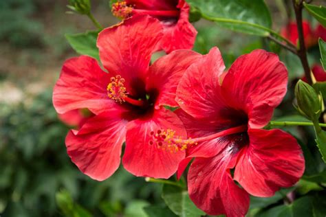 Propagating Hibiscus: A Tropical Guide for Vibrant Blooms - Minneopa ...