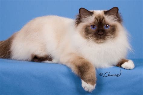 Colors | The Birman Cat or Sacred Cat of Burma | Alain L.