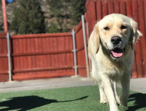 Dog Boarding / Kennel Near Reno NV | Truckee Tahoe Pet Lodge