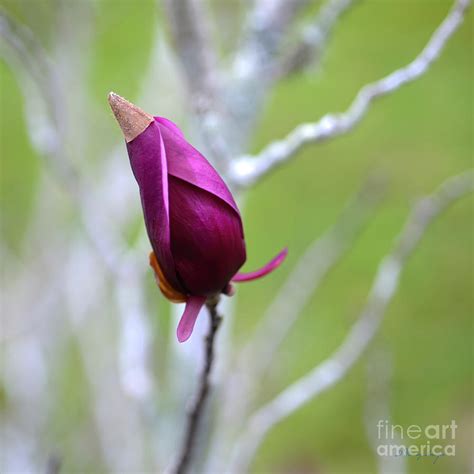 Japanese Tulip Tree Photograph by Dennis Massey - Fine Art America