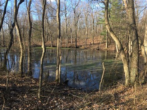 Vernal Pools: Temporary Habitats for A.T. Wildlife | Appalachian Trail Conservancy