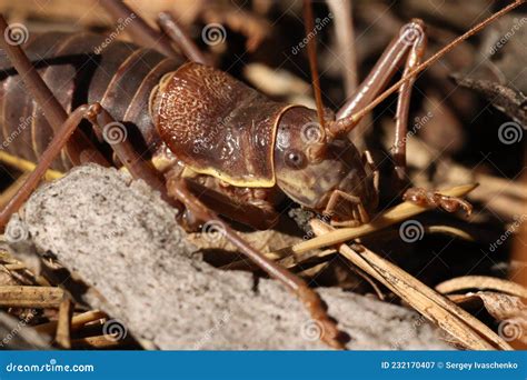 Locust close-up. stock image. Image of crustacean, isolated - 232170407