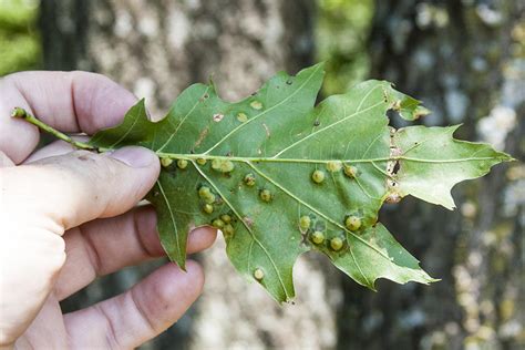 Minnesota Seasons - oak leaf gall midge