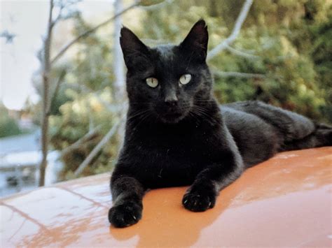 21 Black Cat Breeds with Beautiful Black Coats (with Pictures) | Pet Keen