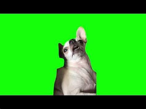 Green Screen Chihuahua Zoned Out Meme - YouTube