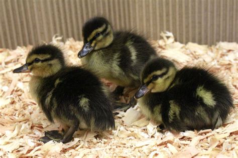 Mallard ducklings! The traditional Mallard duck. The smallest of the ...