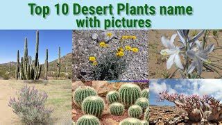 Indian Desert Plants With Names