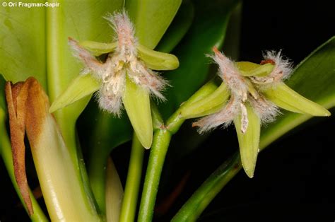 Rhizophora L. | Plants of the World Online | Kew Science