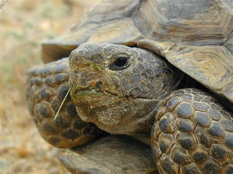 Desert Tortoise (Gopherus agassizii) - Mojave National Preserve (U.S ...