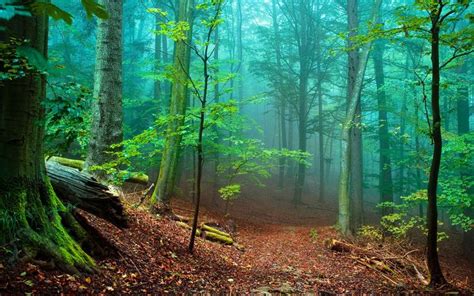 Nature Forest With Tall Trees And Green Moss, Fallen Leaves Red Mist ...