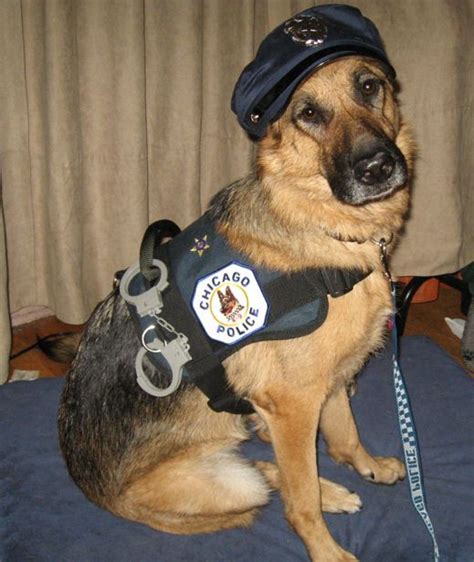 Pin by Stacey S on *Dogs and Cats! | German shepherd dogs, Dog halloween costumes, Dog halloween