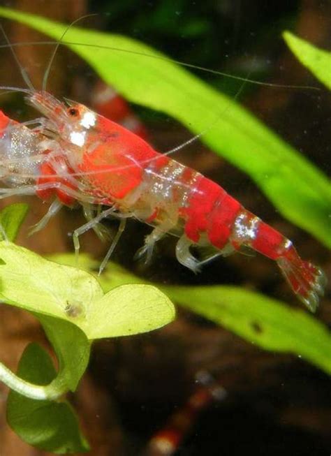 √ Jenis Udang Hias Kecil Air Tawar untuk Aquascape - Binatang Peliharaan