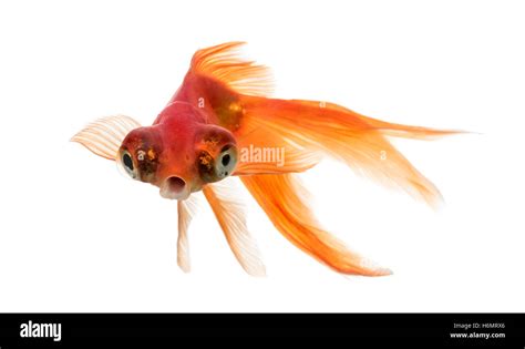 Front view of a Goldfish in water islolated on white Stock Photo - Alamy