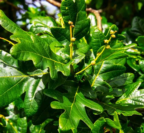 White Oak Tree: White Oak Tree Growing Conditions