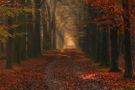 Fondos de pantalla : luz de sol, Árboles, paisaje, bosque, otoño, hojas ...